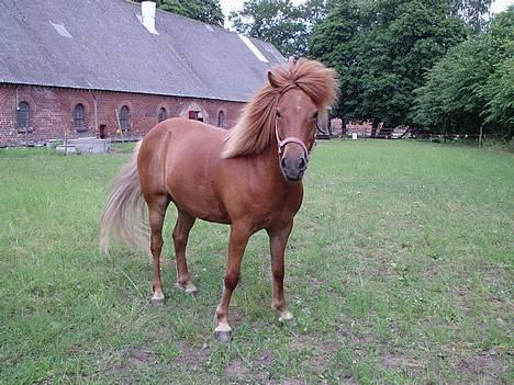 Islænder Landi <3 *solgt* - Landi på ridelejr, på rosenhom slot. 2006 Foto: Mig billede 8