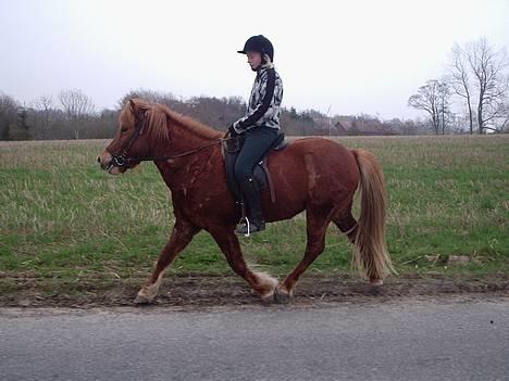 Islænder Landi <3 *solgt* - trav... Foto: Fie billede 10