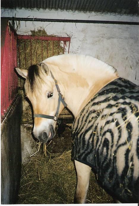 Fjordhest MUNKHAVENS CILLA billede 11