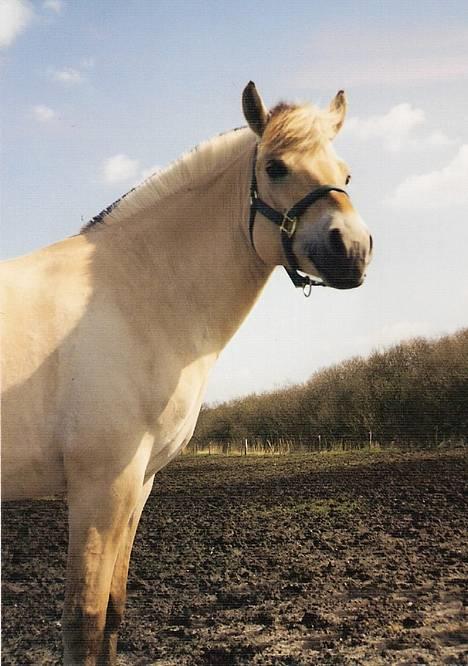 Fjordhest MUNKHAVENS CILLA billede 12