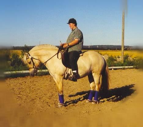 Fjordhest MUNKHAVENS CILLA billede 13