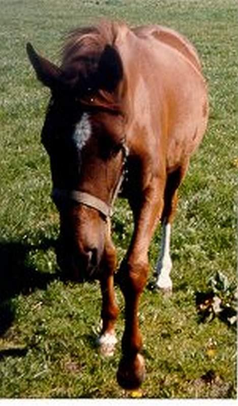 Anden særlig race Dagalin *solgt* - Dagalins søster Miss Freja igen som to-års billede 11