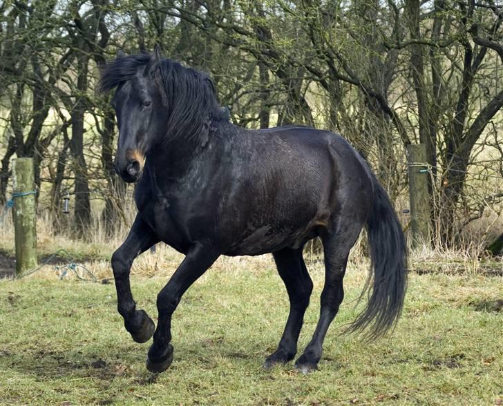 Oldenborg Junker - 8/3 09 Foto: Sandra Olesen billede 1