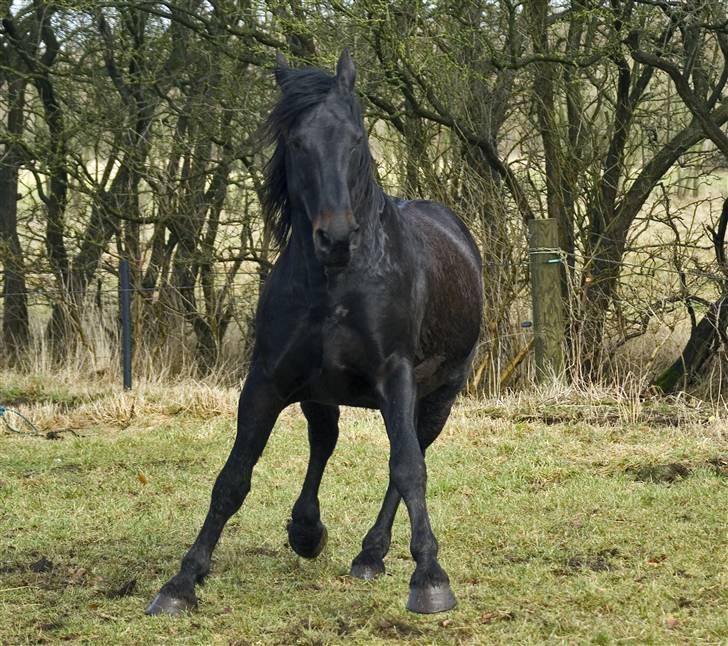 Oldenborg Junker - 8/3 09 Foto: Sandra Olesen billede 2