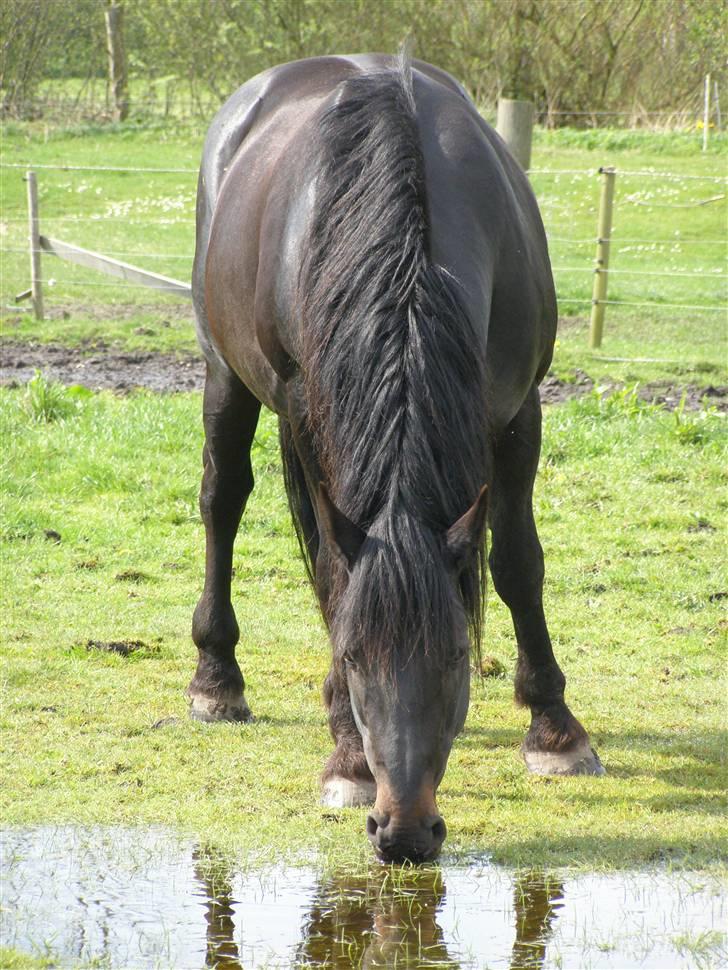 Oldenborg Junker - 2/5 2008 billede 3