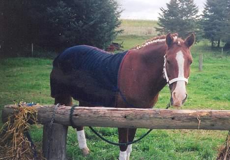 Anden særlig race Flicka billede 7