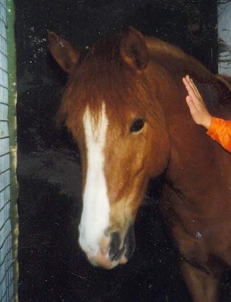 Anden særlig race Flicka billede 10