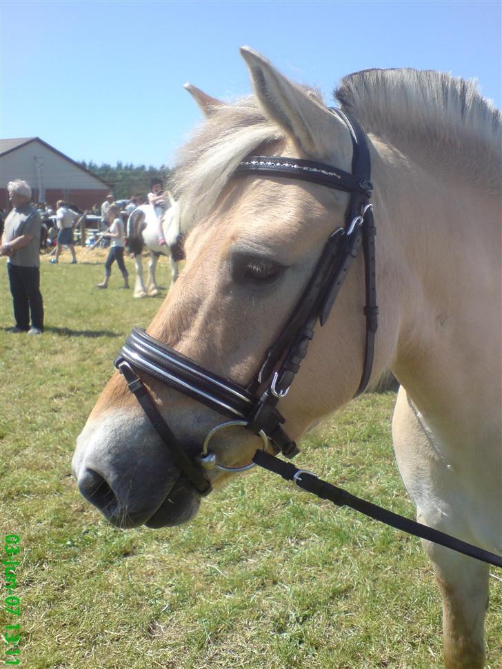 Fjordhest Freja - Dyrskue billede 11
