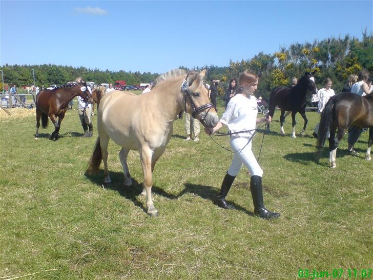 Fjordhest Freja - Freja og Cecilia.. Dyrskue billede 12