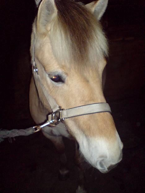 Fjordhest Freja billede 13