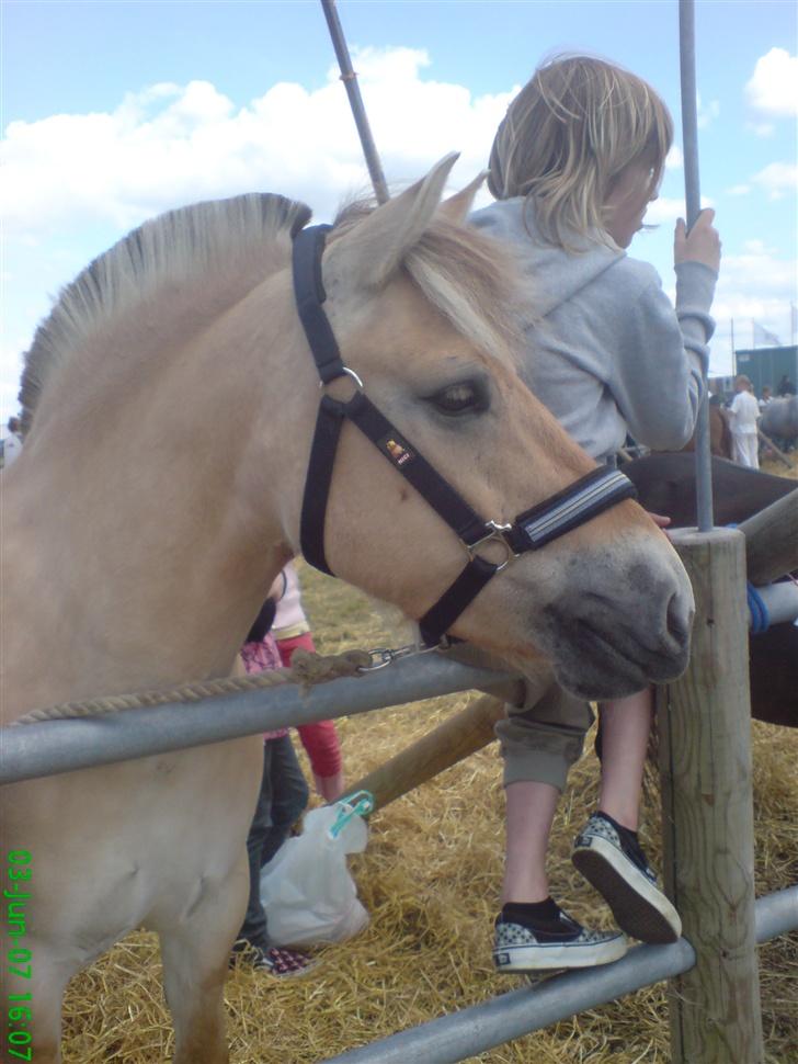 Fjordhest Freja - Dyrskue billede 14