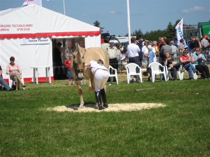 Fjordhest Freja - Freja og Cecilia.. Dyrskue, agility billede 15