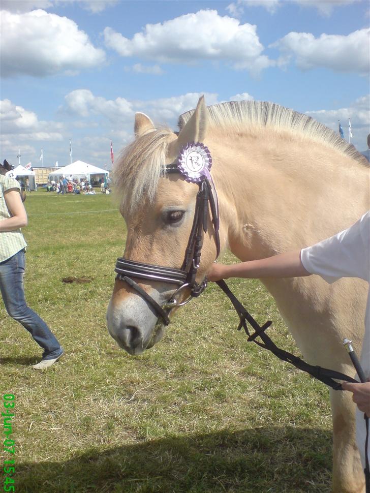Fjordhest Freja - Dyrskue billede 16