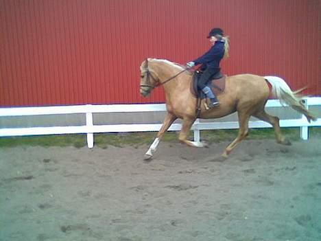 Palomino Mountheavens Lipsha - Her ridder Emilie min veninde lige en lille tur på Lipsha. billede 11