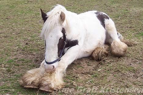 Tinker Romoses Spencer - Se mit fine hovskæg : ) billede 3