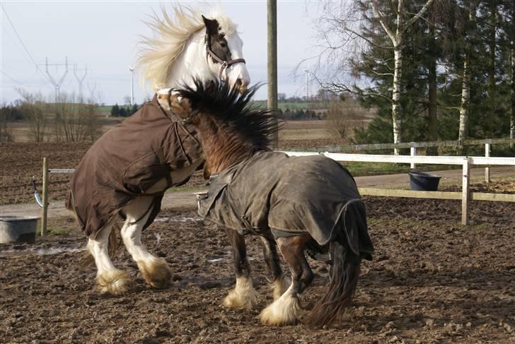 Tinker Romoses Spencer - Stejle Stejle billede 5