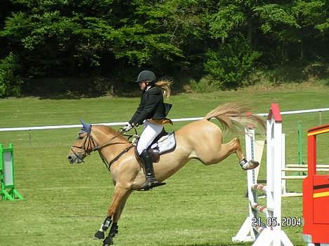 Anden særlig race Shiva -solgt- billede 10