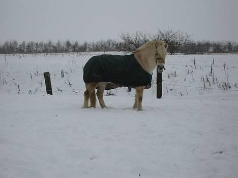 Anden særlig race Klaus - Klaus i sneen - læg mærke til mulen! (vinter 2004 eller 2005) billede 15