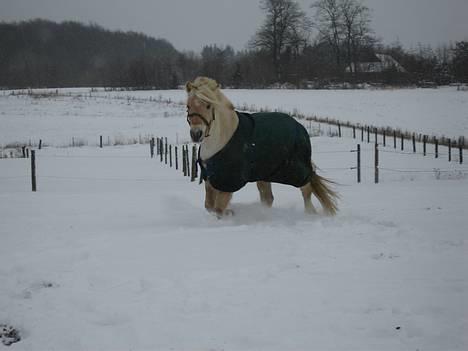Anden særlig race Klaus - Klaus i sneen (vinter 2004 eller 2005 billede 16