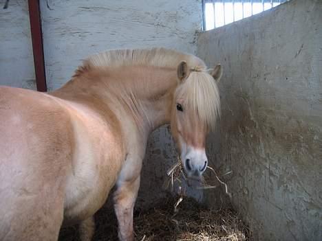 Anden særlig race Klaus - Hva fa´en laver du der... har du mad med? vinter 2003 eller 2004 billede 19