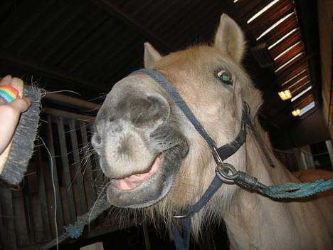 Anden særlig race Klaus - Meget uskyldig hest... kan ikk huske hvornår det er fra billede 20