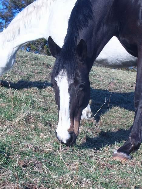 Trakehner Katuska/ †aflivet† - haii du der...!!! billede 12