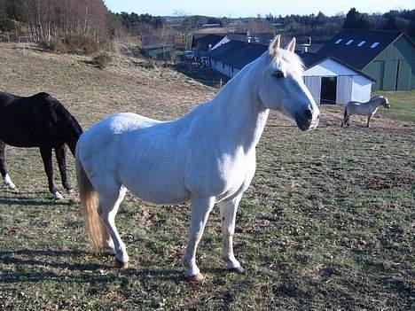 Connemara College boy/ †aflivet† - godt nok dejligt ver i dag... :P billede 11