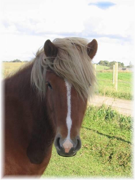Islænder Vægir Fra Lønne - Dejlig hoved! billede 13