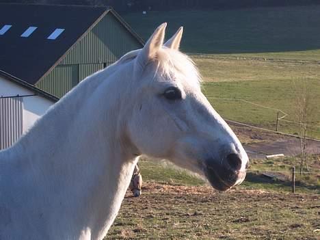 Connemara College boy/ †aflivet† - hvad var det...   :) billede 12