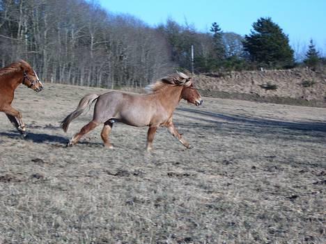 Islænder Vægir Fra Lønne - 26.02.2006 Vægir med Marbou lige i hælene billede 14