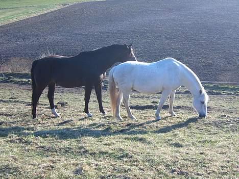 Connemara College boy/ †aflivet† - er er da min elskede.. hihi billede 15