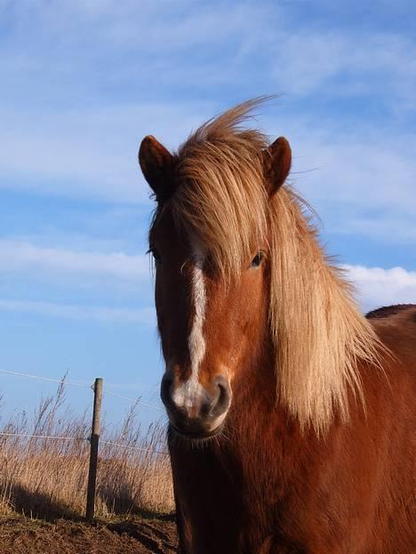 Islænder Vægir Fra Lønne billede 15