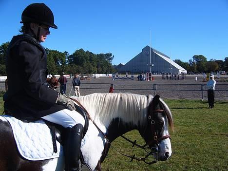 Pinto Hannibal  - står lige og slapper lidt af ved sprigbanen på vilhelmsborg..! billede 9