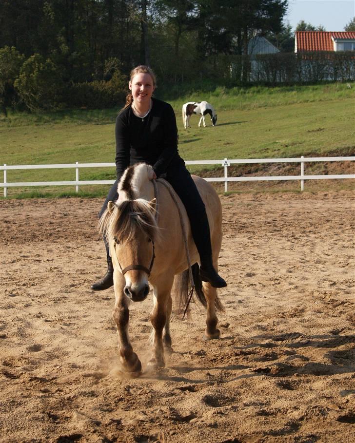 Fjordhest Felix - Felledrengen og jeg <3  billede 13