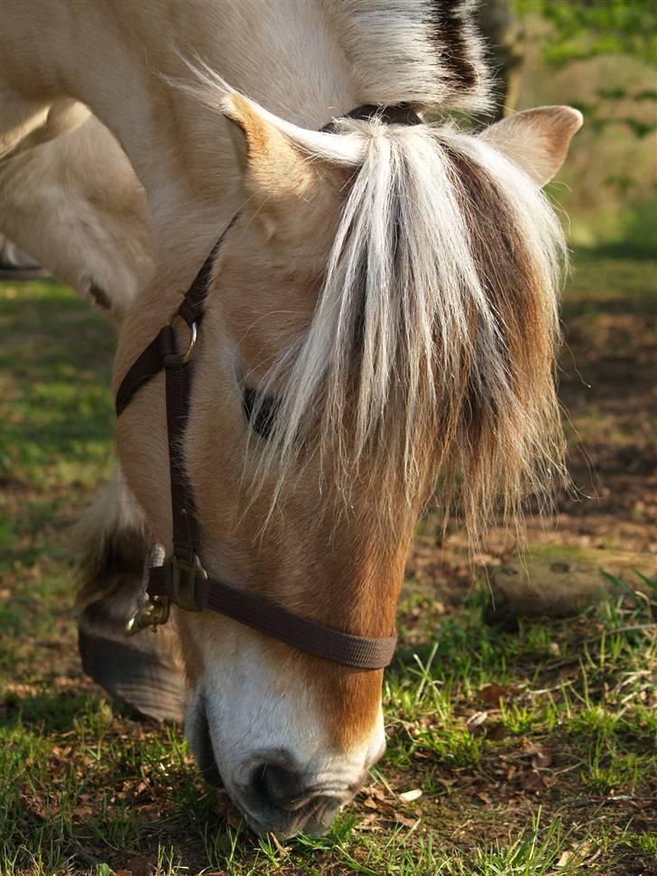 Fjordhest Felix - Smuk fjordbolle må jeg sige <3 billede 14