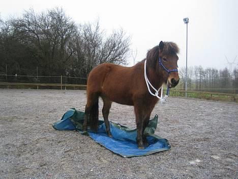 Islænder Assa fra Drostrup - 16. feb 06. Presenningsleg. billede 11