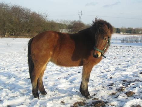 Islænder Assa fra Drostrup - Min dejlige ishest.:-) billede 12