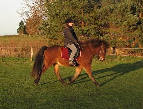 Islænder Assa fra Drostrup - Mig på Assa 18. dec 06 billede 13