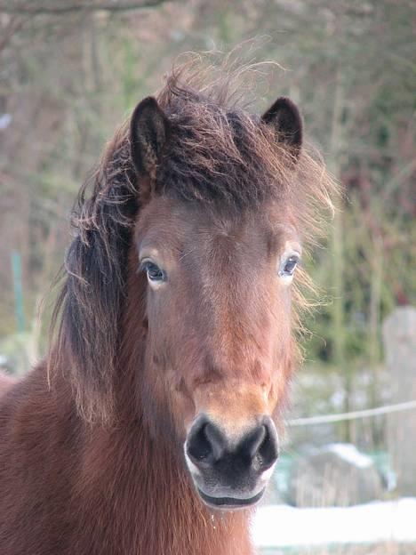 Islænder Assa fra Drostrup - Vinter 07 billede 14