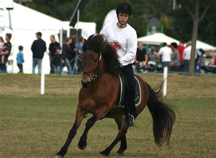 Islænder Assa fra Drostrup - Assa og jeg til Brugsklasse i dressur på Det Fynske Dyrskue 07 billede 16