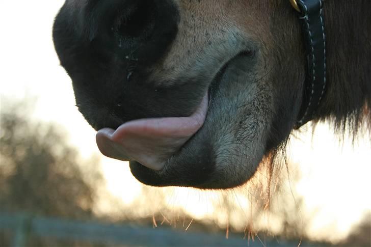 Islænder Assa fra Drostrup - SMASK! Et lidt alternativt billede af Assas bløde mule. billede 17