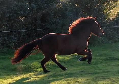 Islænder Assa fra Drostrup - 30. sep 06 billede 18