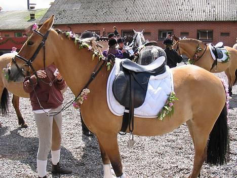 Anden særlig race  Bambi - Rid sommer i by 2005 billede 18