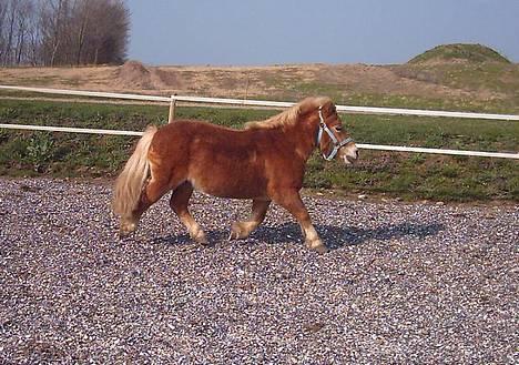 Shetlænder Okkermand billede 11