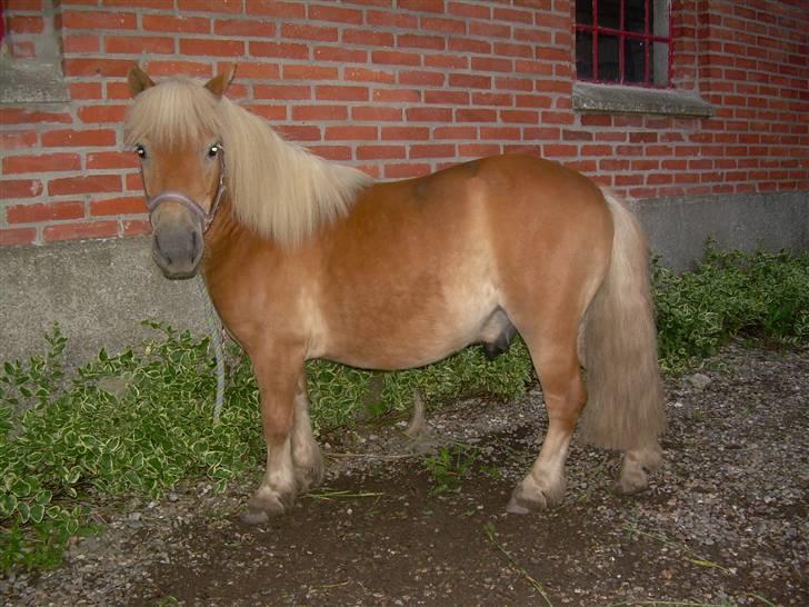 Shetlænder Okkermand - D. 6. juli 2007 - SmÅkke Okker-drengen en sommeraften . :b billede 12