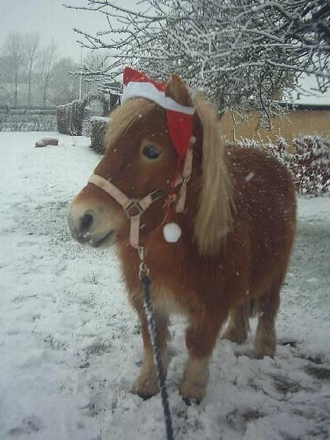 Shetlænder Okkermand billede 13