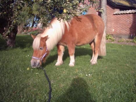Shetlænder Okkermand billede 14