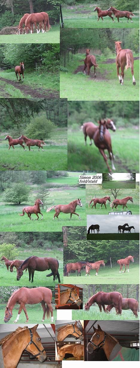 Traver Simon Langkjær - NYE BILLEDER...simon på fold, sammen med hans 2 legekammerater, 23 maj 06 og i stalden, hvor han prøver sin nye grime 28 maj 06 billede 13