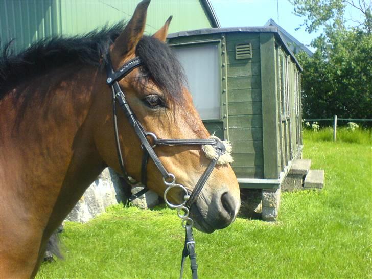 Anden særlig race Miss Flying Daisy SOLGT - Ved stranden..  ©® billede 4