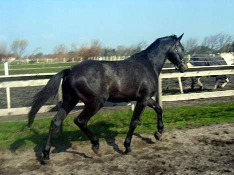 Dansk Varmblod Winther's Windsor  billede 7